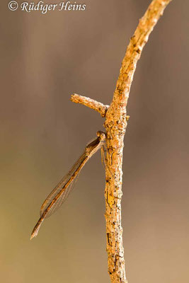 Gemeine Winterlibelle (Sympecma fusca) Weibchen, 18.12.2022 - Makroobjektiv 180mm f/3.5