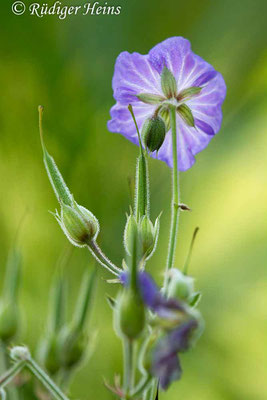Geranium pratense (Wiesen-Storchschnabel), 7.8.2017