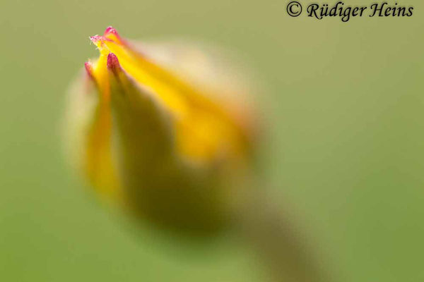 Tulipa sylvestris (Wilde Tulpe), 18.4.2023