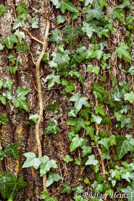 Hedera helix (Gemeiner Efeu), 26.1.2016