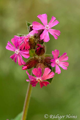 Silene dioica (Rote Lichtnelke), 1.6.2009