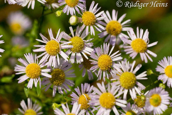 Erigeron annuus (Einjähriges Berufkraut), 19.9.2010