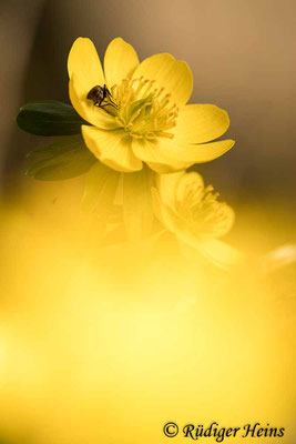 Winterling (Eranthis hyemalis), 22.2.2021