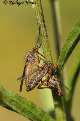 Empis livida (Helle Tanzfliege) Paarung, 11.7.2020