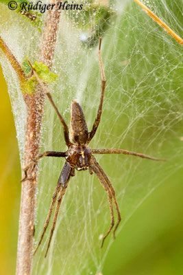 Pisaura mirabilis (Listspinne)