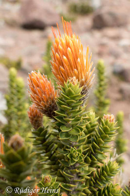 Chuquiraga jussieui (Andenblume)