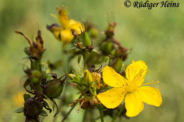 Hypericum perforatum (Echtes Johanniskraut), 4.8.2023