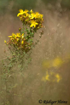 Hypericum perforatum (Echtes Johanniskraut), 18.7.2021