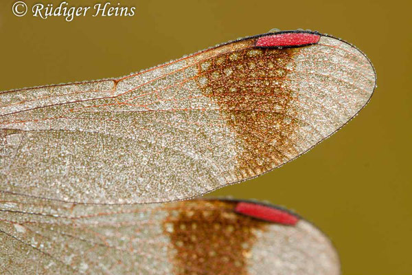 Sympetrum pedemontanum (Gebänderte Heidelibelle) Männchen, 16.9.2012