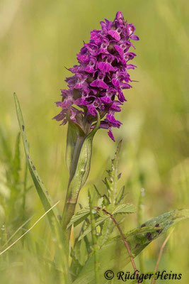 Dactylorhiza majalis (Breitblättrige Fingerwurz), 28.5.2021