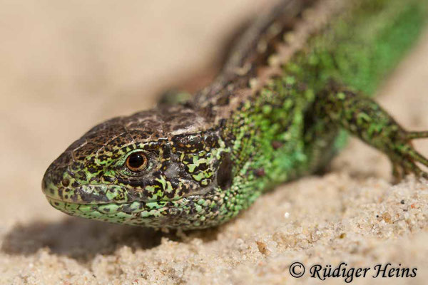 Lacerta agilis (Zauneidechse) Männchen, 8.7.2007