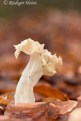 Helvella crispa (Herbst-Lorchel), 12.12.2020