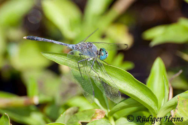 Diplacodes trivialis Männchen, 27.1.2018