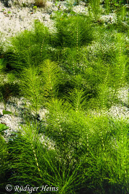 Equisetum telmateia (Riesen-Schachtelhalm), 4.8.2003 (Scan vom Dia)