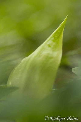 Arum maculatum (Gefleckter Aronstab), 25.5.2021