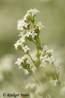 Galium harcynicum (Harzer Labkraut), 13.6.2020