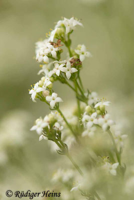 Galium harcynicum (Harzer Labkraut)