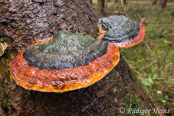 Fomitopsis pinicola (Rotrandiger Baumschwamm), 17.1.2022