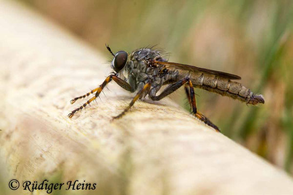 Tolmerus cingulatus (Burschen-Raubfliege) Männchen