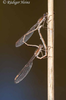 Sympecma fusca (Gemeine Winterlibelle) Paarung, 23.4.2020