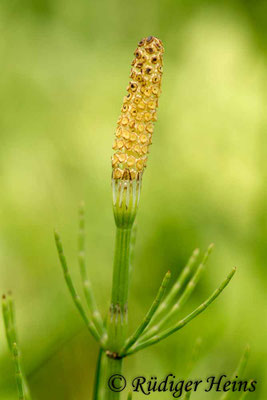 Equisetum palustre (Sumpf-Schachtelhalm), 30.5.2018
