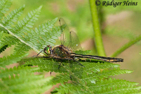 Cordulia aenea (Falkenlibelle) Männchen, 25.5.2008