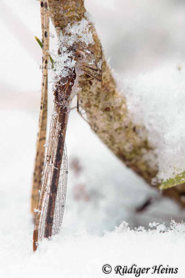 Ein bodennah sitzendes Weibchen im Schnee, 6.1.2024 - Makroobjektiv 180mm f/3.5