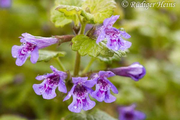 Glechoma hederacea (Gundermann), 30.5.2015