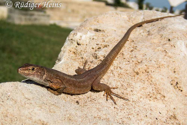 Lacerta bilineata (Westliche Smaragdeidechse) Weibchen