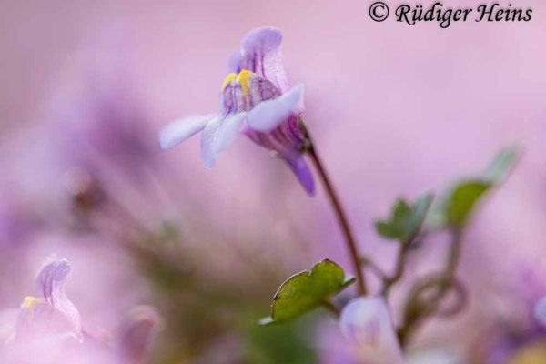 Cymbalaria muralis (Zimbelkraut), 9.5.2022