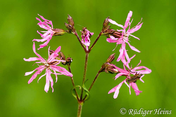 Lychnis flos-cuculi (Kuckucks-Lichtnelke), 15.5.2011