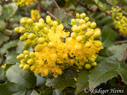 Mahonia aquifolium (Gewöhnliche Mahonie), 16.3.2020