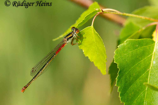 Ceriagrion tenellum (Scharlachlibelle) Weibchen, 1.6.2018