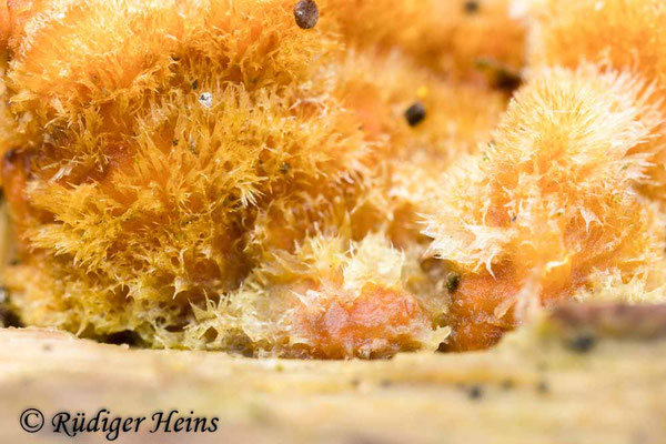 Trametes versicolor (Schmetterlingstramete), 7.1.2025