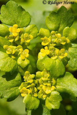 Chrysosplenium alternifolium (Wechselblättriges Milzkraut), 24.4.2019
