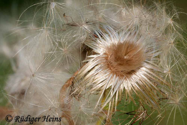 Cirsium vulgare (Gewöhnliche Kratzdistel), 19.9.2009