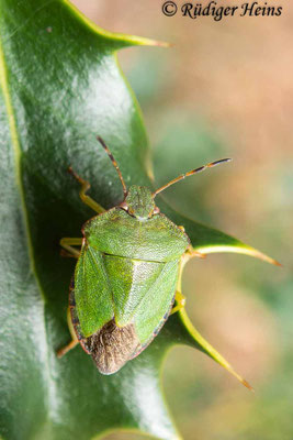 Palomena prasina (Grüne Stinkwanze)