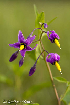 Solanum dulcamara (Bittersüßer Nachtschatten), 30.8.2015