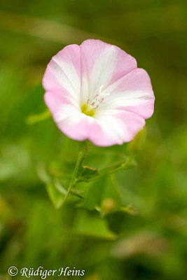 Convolvulus arvensis (Acker-Winde), 26.6.2017