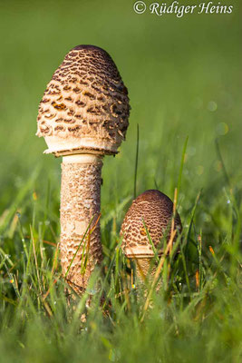 Macrolepiota procera (Parasol oder Riesenschirmpilz), 28.9.2021