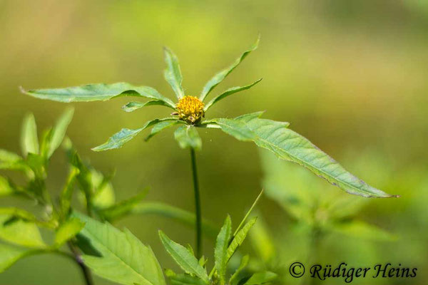 Bidens frondosus (Schwarzfrüchtiger Zweizahn)