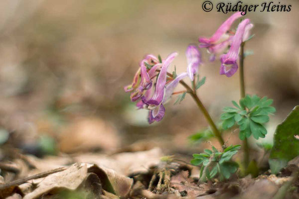 Corydalis solida (Gefingerter Lerchensporn), 27.3.2016