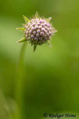 Succisa pratensis, Gewöhnlicher Teufelsabbiss