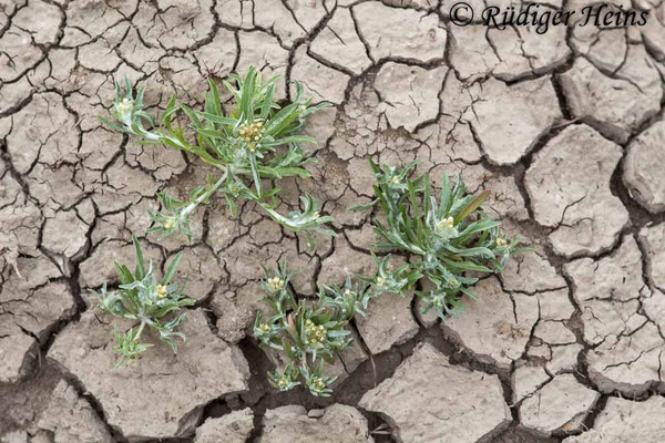 Gnaphalium uliginosum (Sumpf-Ruhrkraut)