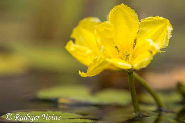 Nymphoides peltatum (Seekanne)