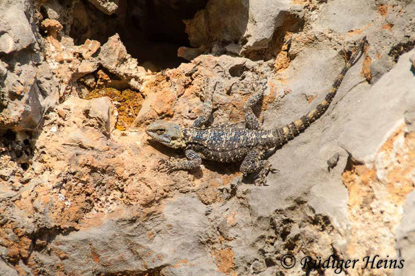 Stellagama stellio (Hardun)