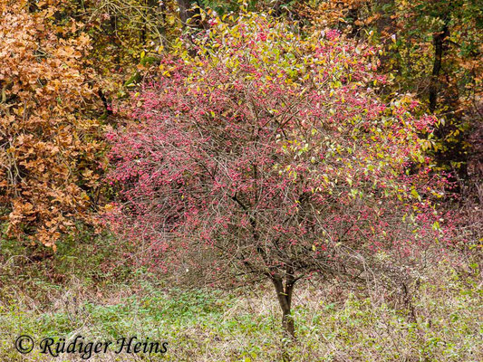 Euonymus europaeus (Europäisches Pfaffenhütchen), 1.11.2009