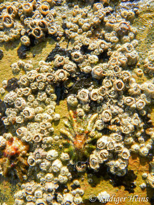 Semibalanus balanoides (Gemeine Seepocke)