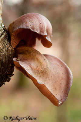 Pleurotus ostreatus (Austernseitling), 1.1.2015