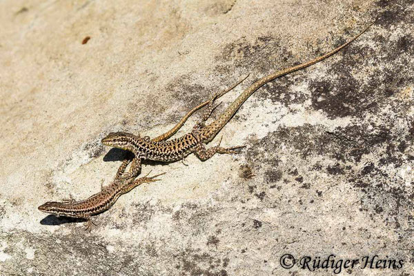 Podarcis muralis (Mauereidechse), 6.5.2019